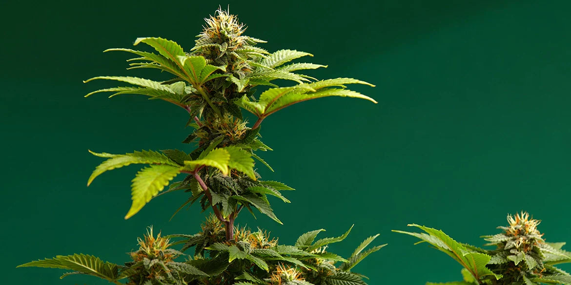 Biscotti Strain Cannabis