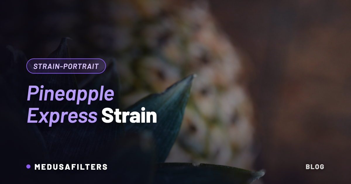 Pineapple Express Strain: Nahaufnahme einer Ananas mit Blattkrone als Sinnbild für das Ananas-Aroma der Sorte
