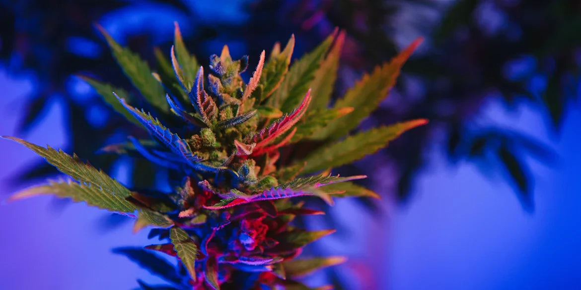 Rainbow Sherpet Pflanze im bunten Licht