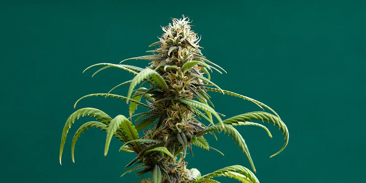 Super Skunk Cannabispflanze