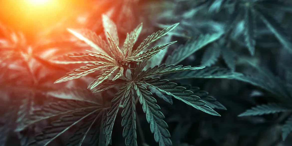Zoap Strain Cannabispflanze wird von der Sonne beleuchtet