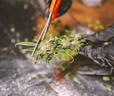 cannabis junge pflanze waschstum beschneidung und training