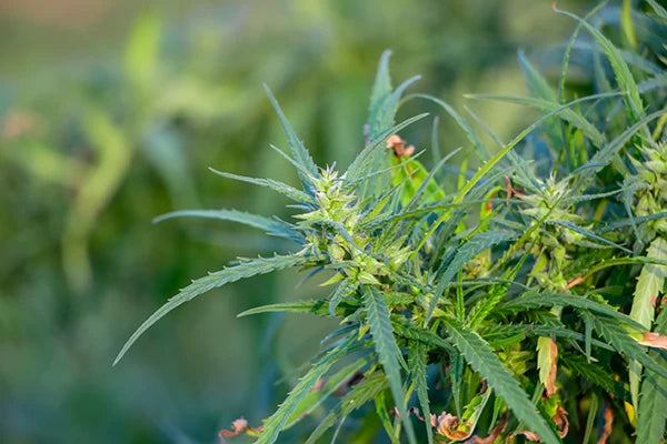 cannabisblüten medusa cbd thc hhc