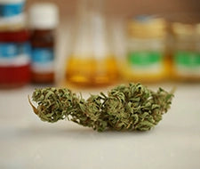 hanfpflanze cannabis pflanze sativa indica medusafilters