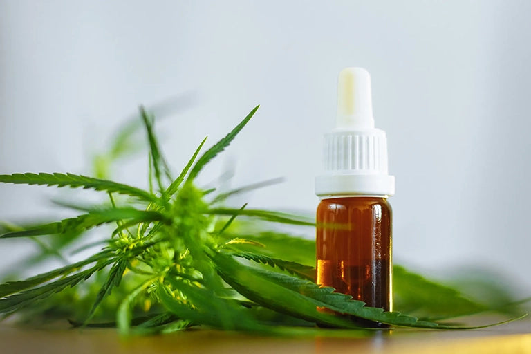 hanfpflanze cannabis pflanze sativa indica medusafilters