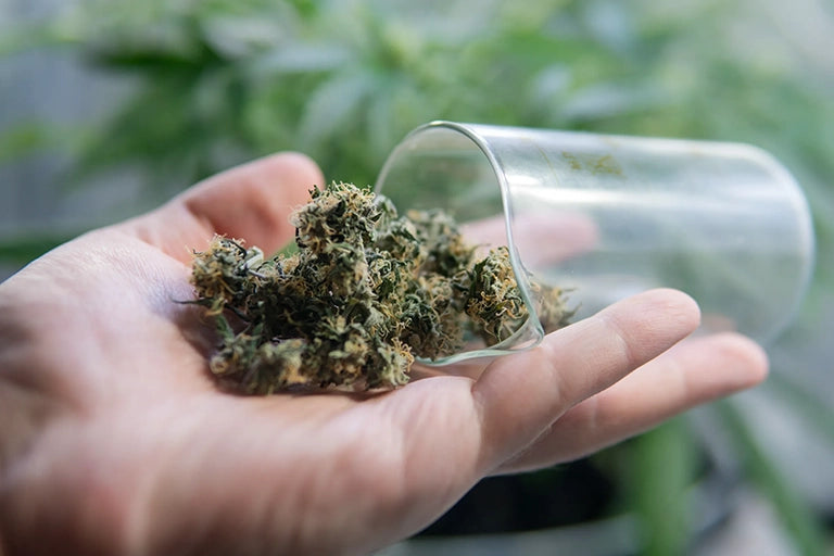 hanfpflanze cannabis pflanze sativa indica medusafilters