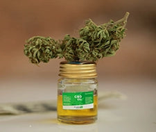 hanfpflanze cannabis pflanze sativa indica medusafilters