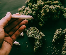 hanfpflanze cannabis pflanze sativa indica medusafilters