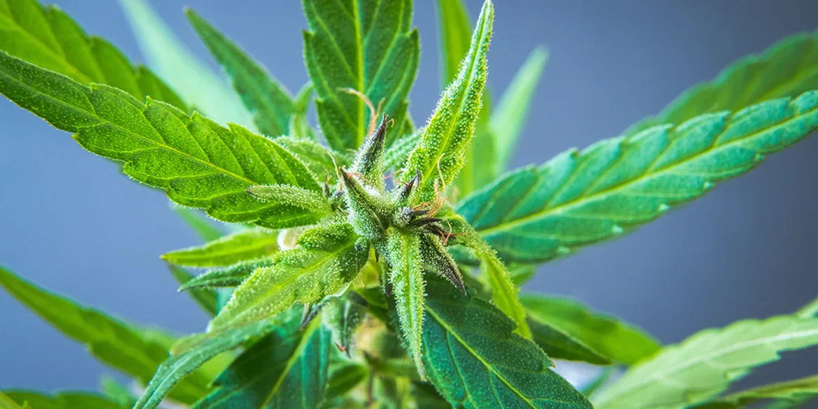 Cali Kush Cannabis