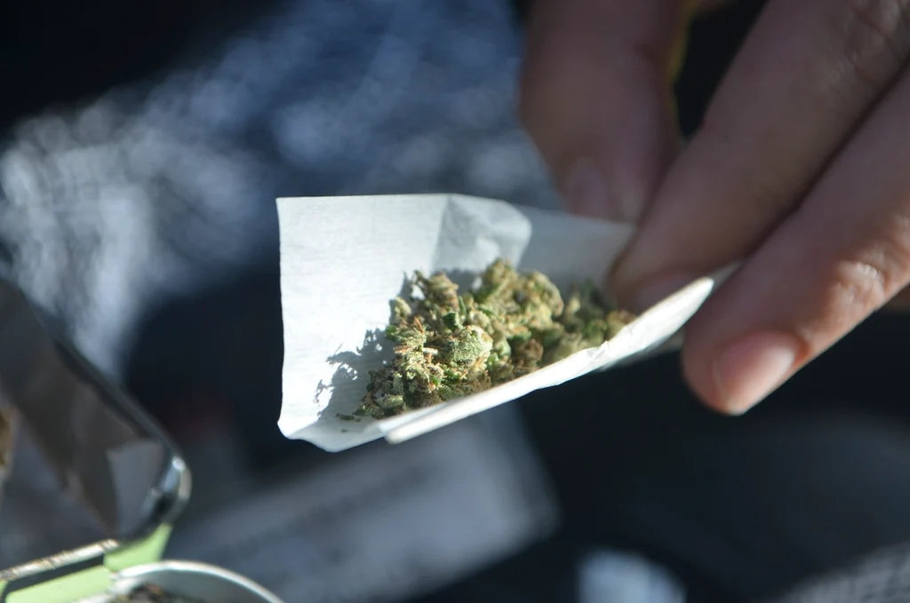 Joint brennt einseitig: Papier mit gleichmäßig zerkleinertem Gras beim Drehen in der Hand