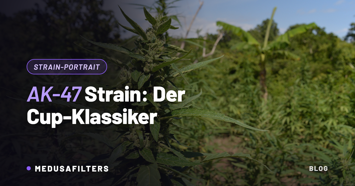 AK-47 Strain: blühende, sativabetonte Cannabispflanze mit harzigen Blütenständen auf einer Outdoor-Farm