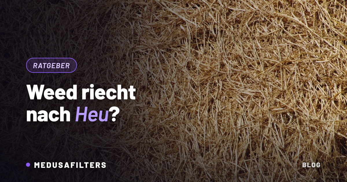 Weed riecht nach Heu: Nahaufnahme von trockenem Heu als Sinnbild für den strohigen Geruch zu schnell getrockneter Blüten