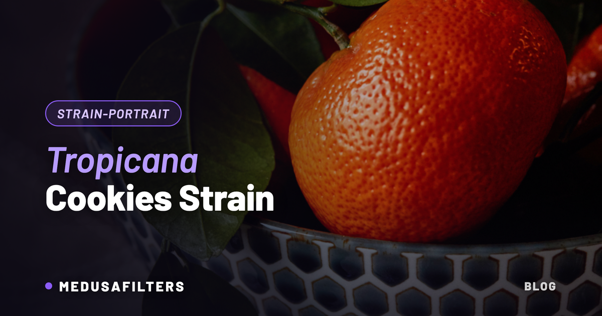 Tropicana Cookies Strain: Mandarine mit Blättern in einer Schale als Symbol für das Orangenaroma der Sorte
