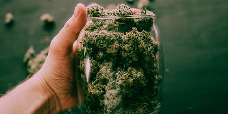 I migliori risultati come quelli ottenuti al bar: fermentare la cannabis image