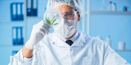 La pianta di cannabis - Tutto quello che devi sapere sulla canapa image
