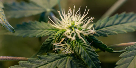 I fiori di cannabis in uno sguardo image