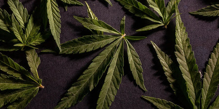 Everything you need to know about cannabis strains image