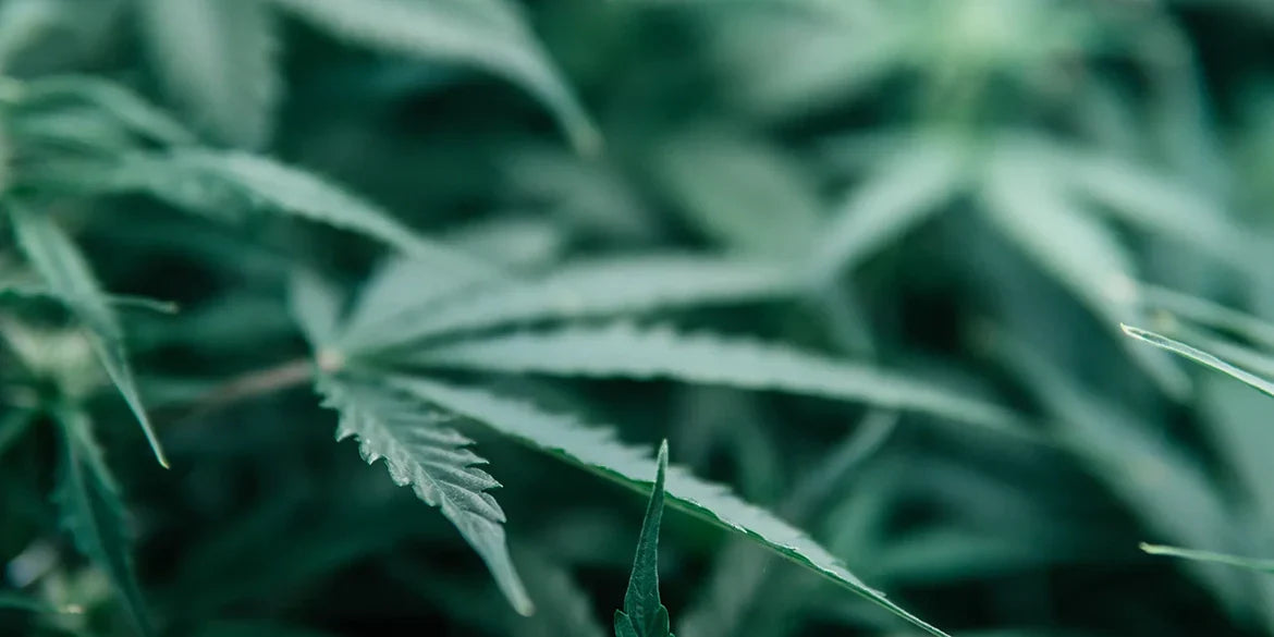 cbd thc cannabis cannabinoide medusafilters